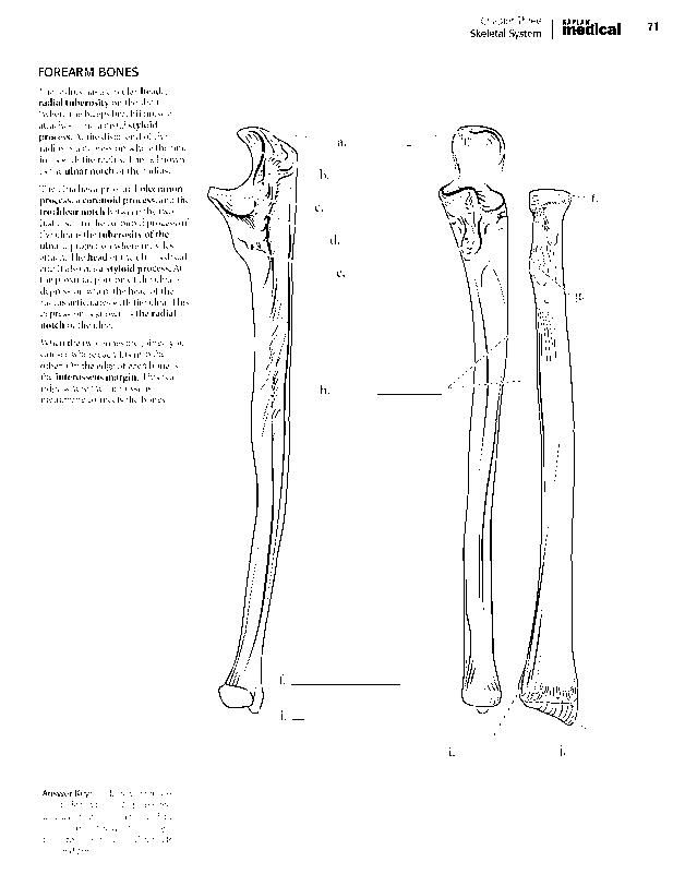 kaplan anatomy notes pdf